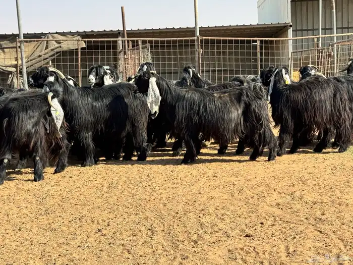 ماعز عوارض صنف الصنف تبارك الرحمن 13