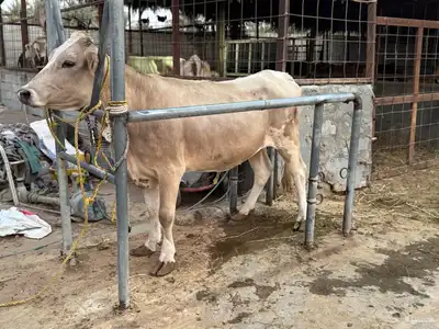 بقره دنماركيه لقاح index