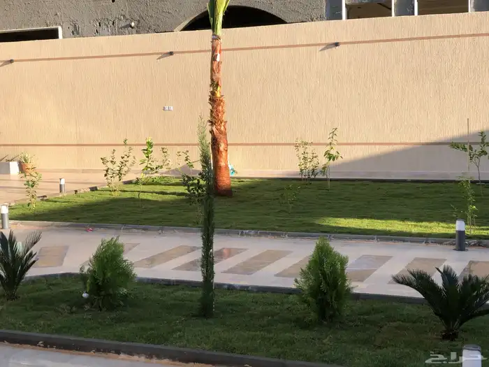 نخل واشنطني ونخل عربي وزيتون 0