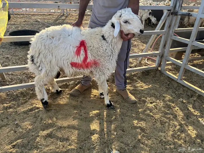 طليان مقفله 1