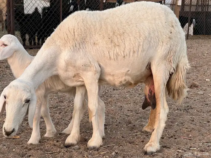 رخل والد فروع 8