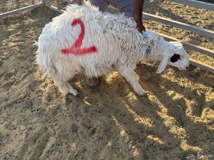 طليان مقفله 3