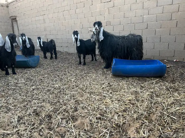 تيس فحل عارضي اصل 1