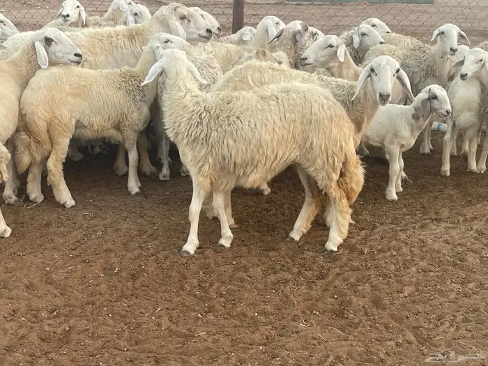 غنم حريات مراح واحد شي فاخر غنم منوة القاني 7