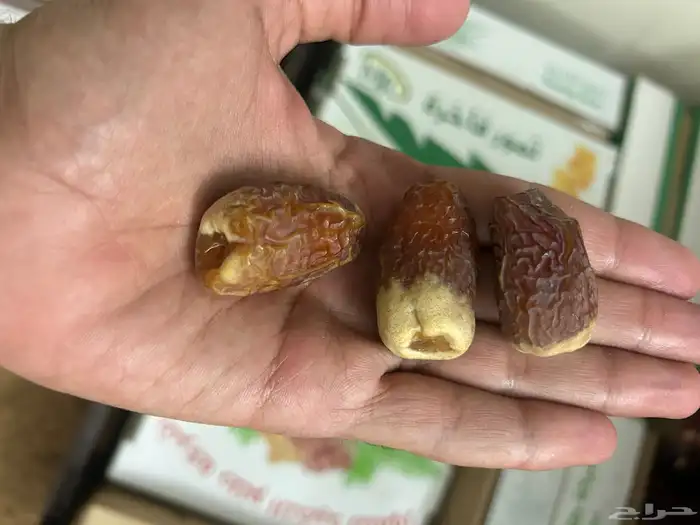 تمور صقعي فاخر ملكي 7