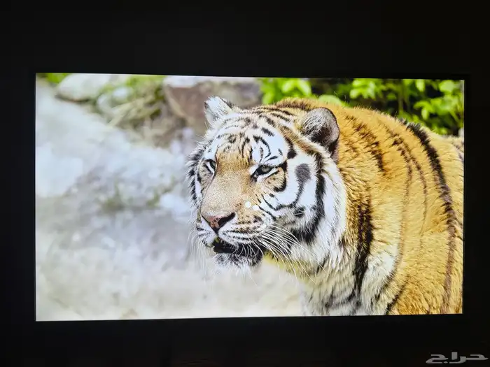 شاشة سمارت 55 بوصه يدعم 8K 0