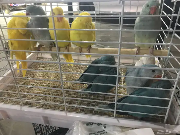 طيور دره هولندي 0