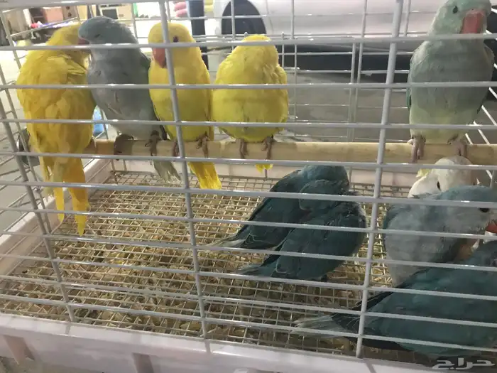 طيور دره هولندي 1