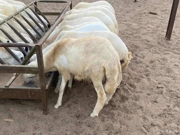 رفيدي 2