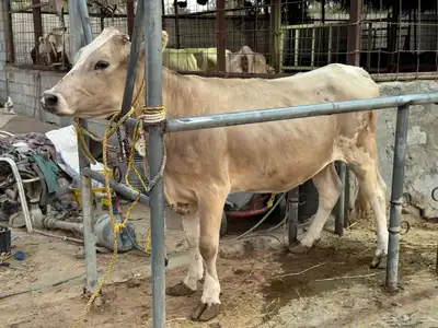 بقره دنماركيه لقاح index