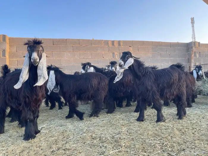 تيوس عوارض 0