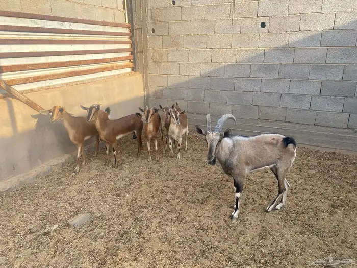 معزاء هجين وعل 2