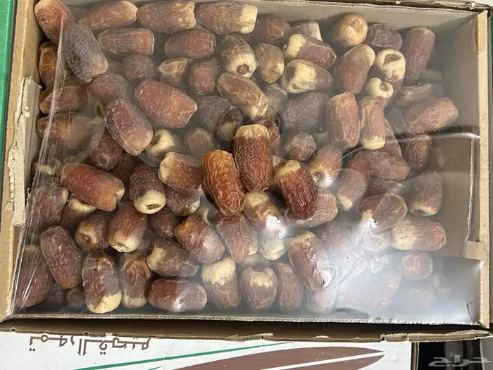 تمور صقعي فاخر ملكي 2