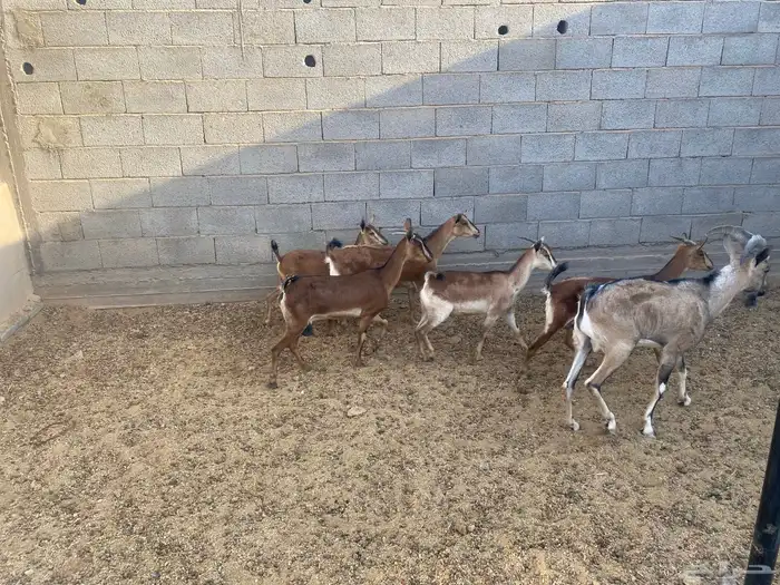 معزاء هجين وعل 1