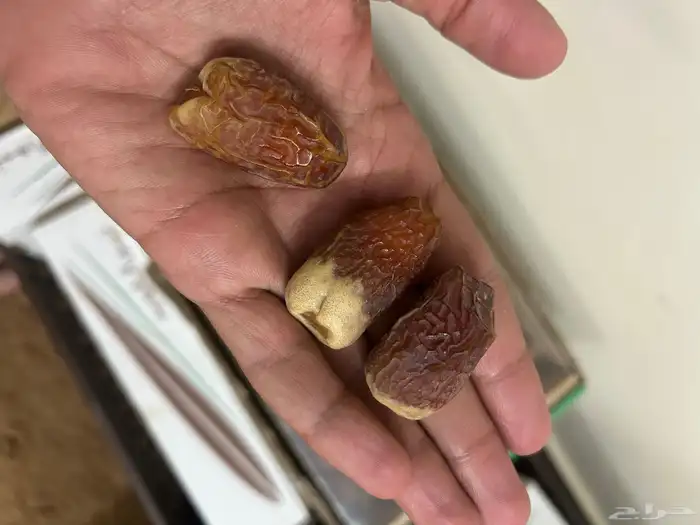 تمور صقعي فاخر ملكي 8