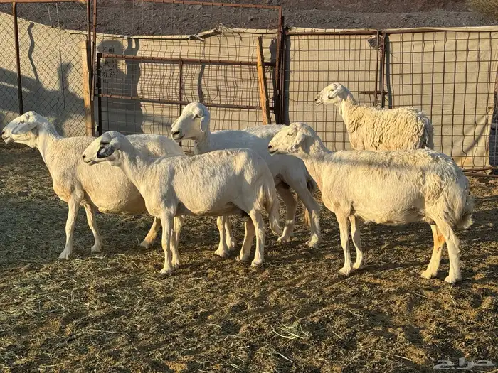 ضان حريات 4