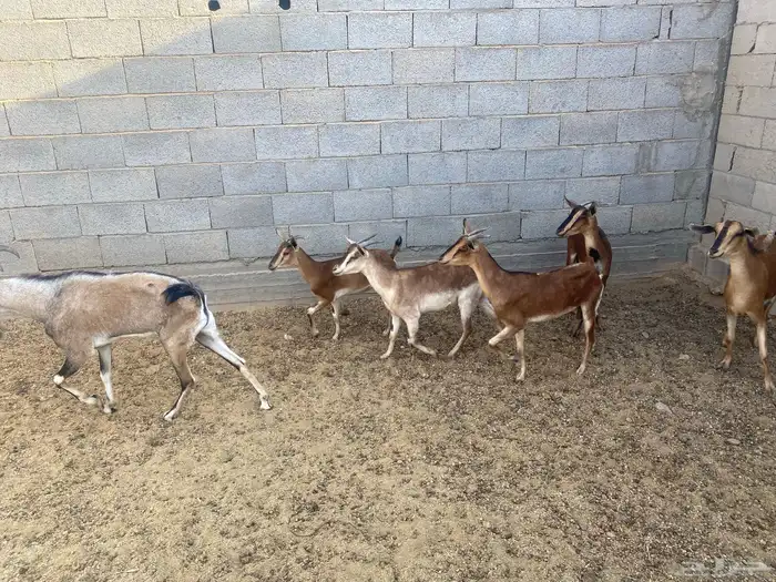 معزاء هجين وعل 0