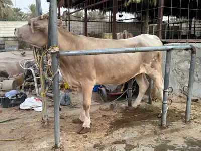 بقره دنماركيه لقاح index