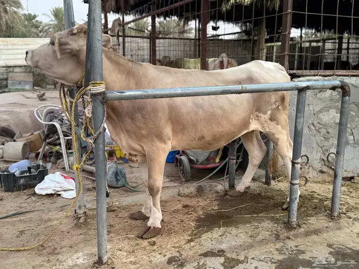 بقره دنماركيه لقاح 1