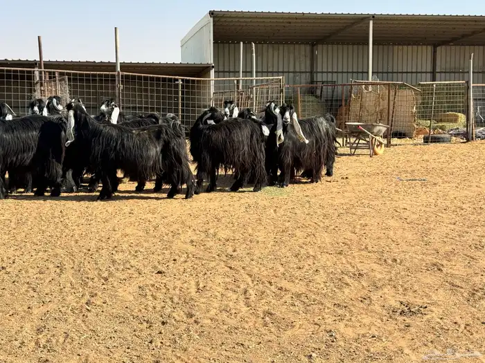 ماعز عوارض صنف الصنف تبارك الرحمن 10