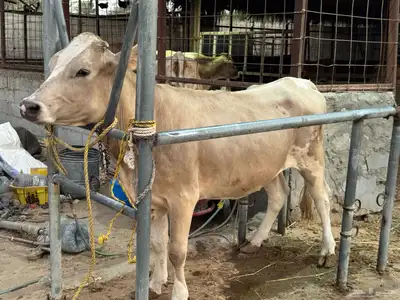 بقره دنماركيه لقاح index