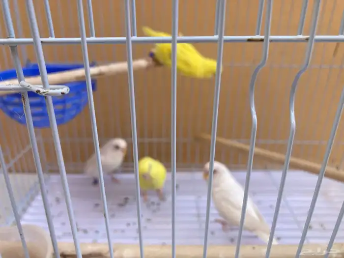 فروخ بادجي عيون حمر 1