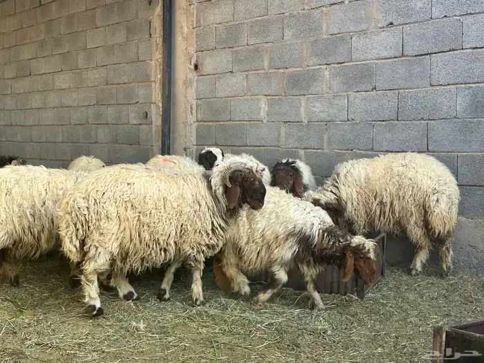 خرفان نعيمي 4