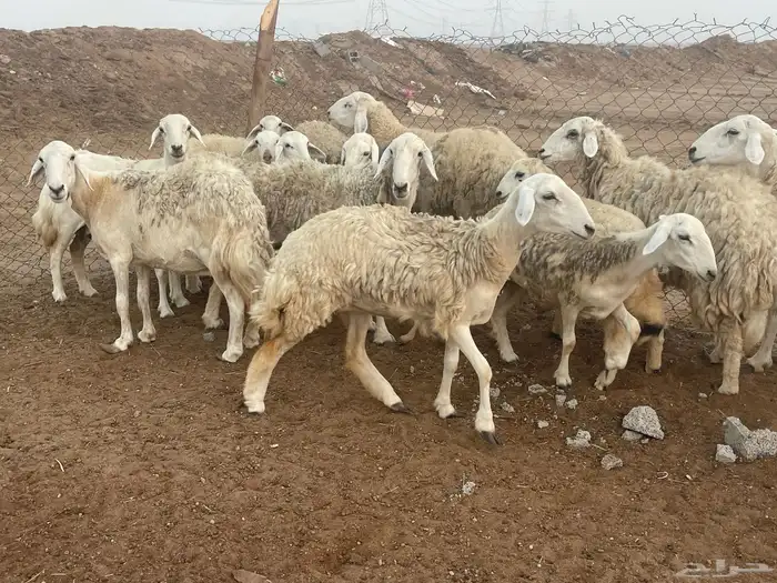 غنم حريات مراح واحد شي فاخر غنم منوة القاني 13