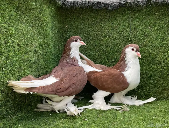 حمام شيرازي 0