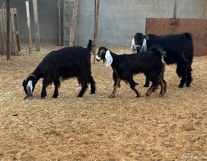 معزا نظيفه مراح واحد وشرط ماشاء الله 0