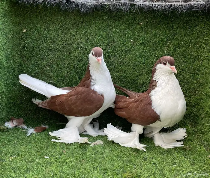 حمام شيرازي 4