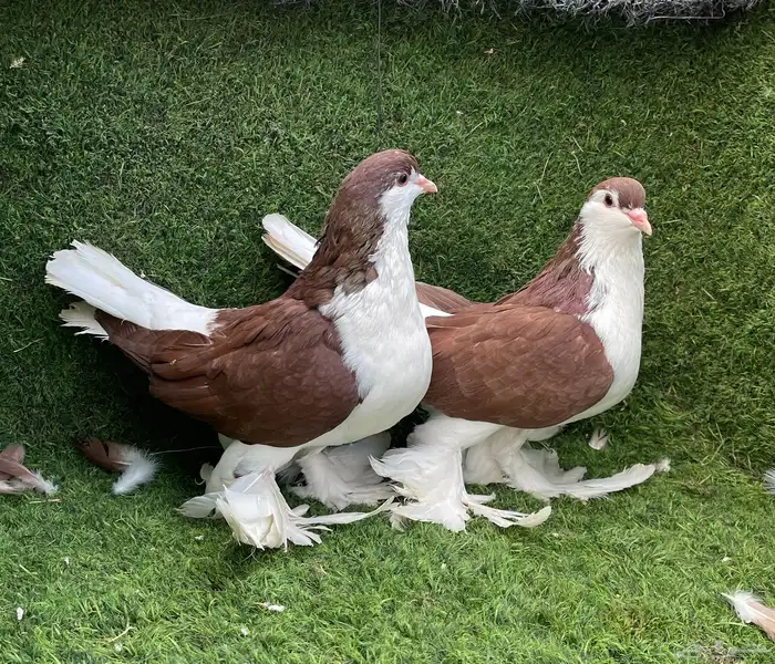 حمام شيرازي 2