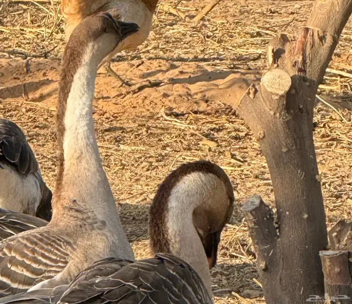 وز عراقي (توصيل مجاني داخل البكيريه) 13