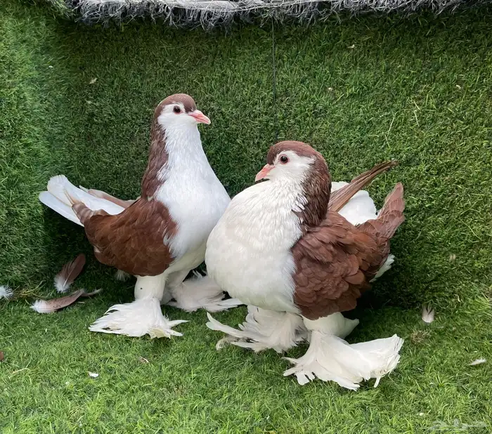 حمام شيرازي 1