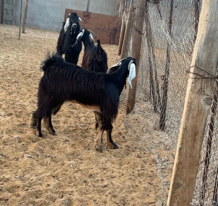 معزا نظيفه مراح واحد وشرط ماشاء الله 1