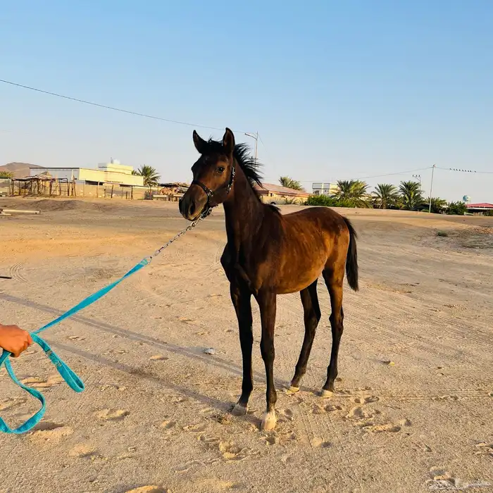 مهره الاب جنوسس الام شعبيه لمهره حاره ولها مستقبل العمر 7 3