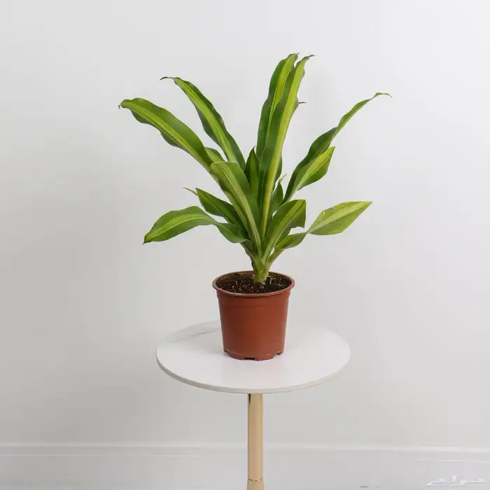 دراسينا - صبار - فيكس 1