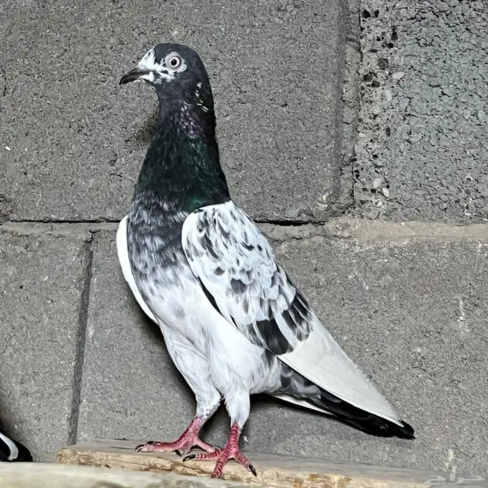 حمام باكستاني تم البيع 9