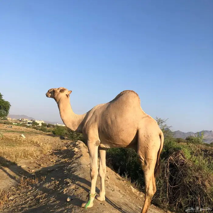 قعود للبيع 2