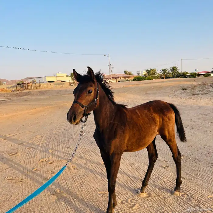 مهره الاب جنوسس الام شعبيه لمهره حاره ولها مستقبل العمر 7 0