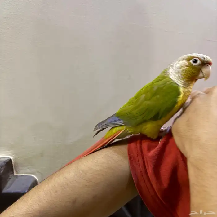 ببغاء   كنيور أليف وبدأ يتكلم 2