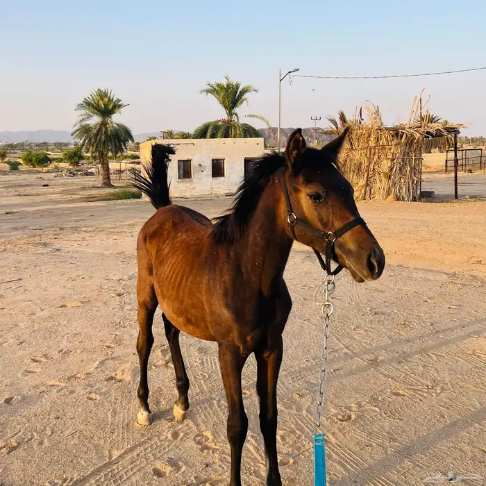 مهره الاب جنوسس الام شعبيه لمهره حاره ولها مستقبل العمر 7 2