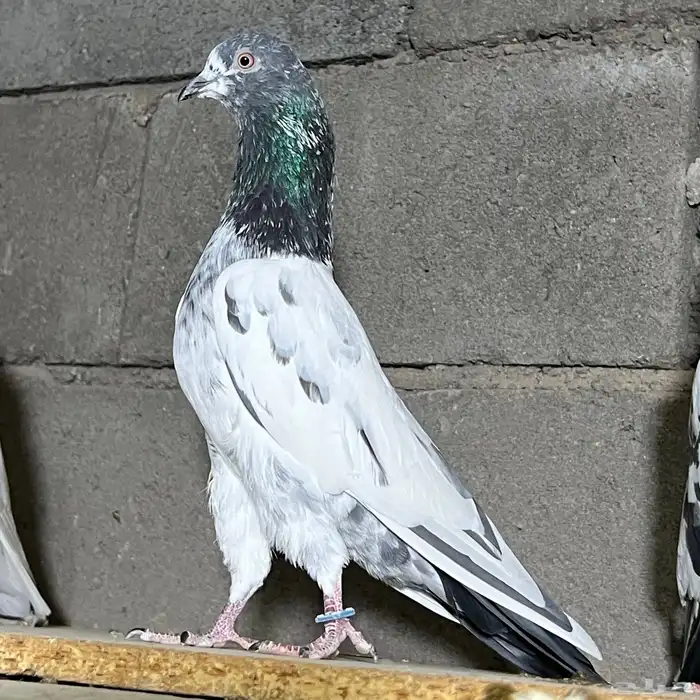 حمام باكستاني تم البيع 6