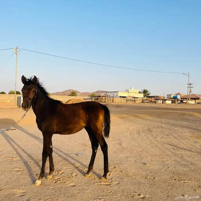 مهره الاب جنوسس الام شعبيه لمهره حاره ولها مستقبل العمر 7 4
