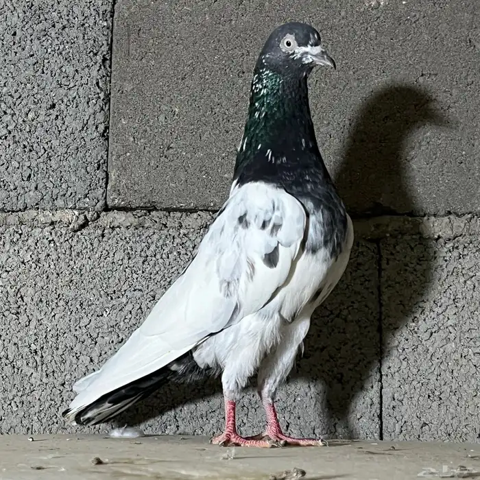 حمام باكستاني تم البيع 0