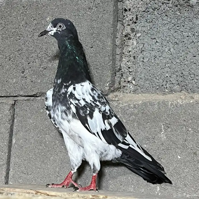 حمام باكستاني تم البيع 5