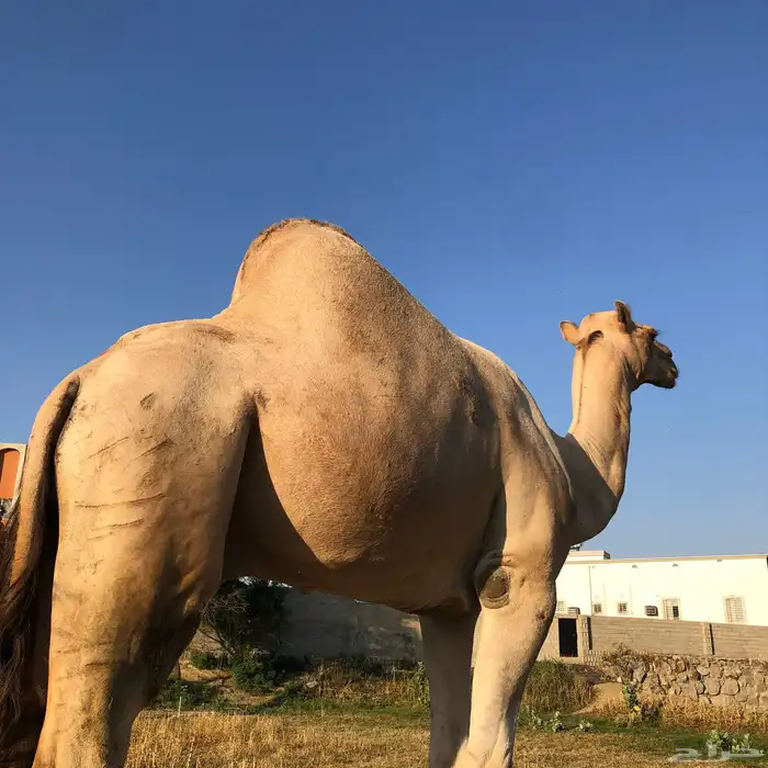 قعود للبيع 4