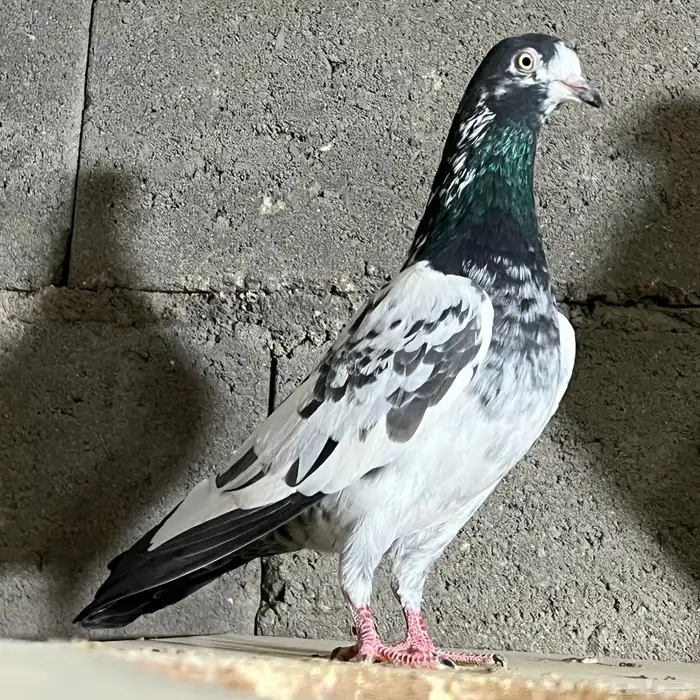 حمام باكستاني تم البيع 2