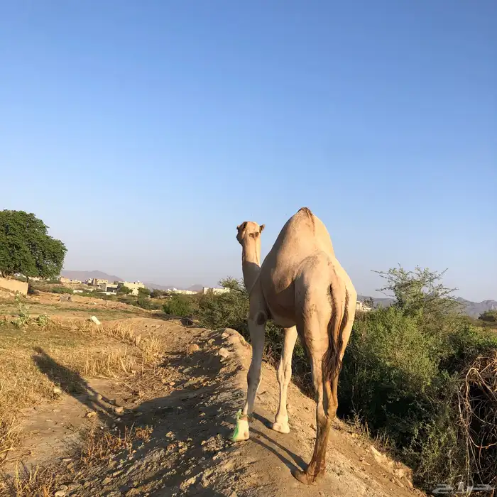 قعود للبيع 3