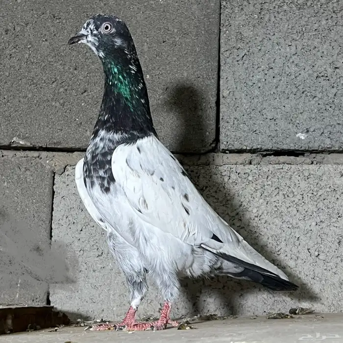 حمام باكستاني تم البيع 8